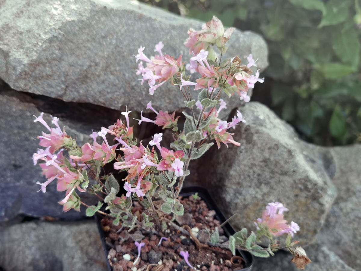 Origanum 'Buckland' photo